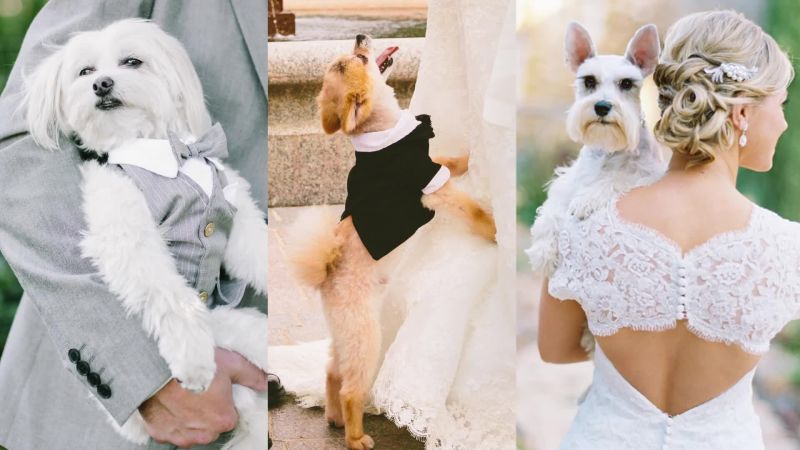 brides_dogs-in-weddings